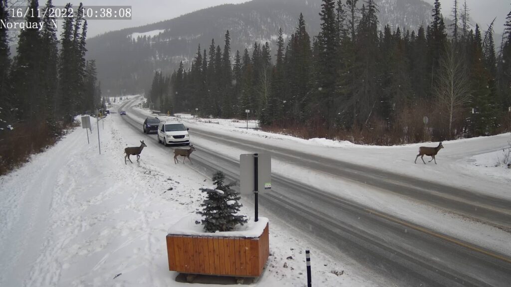 Town of Banff Webcam