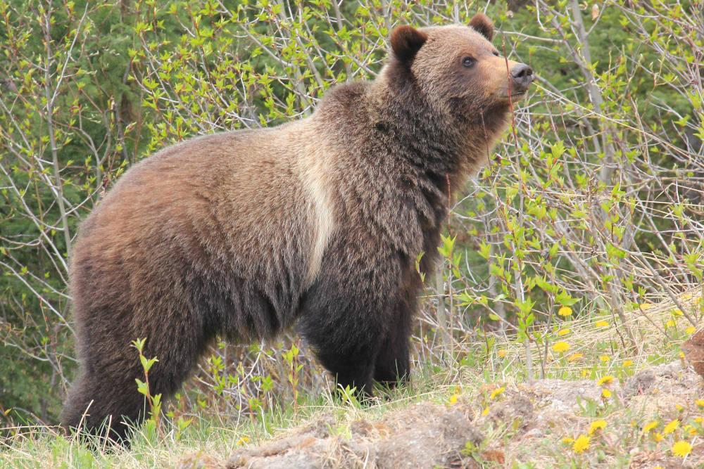 Banff wildlife