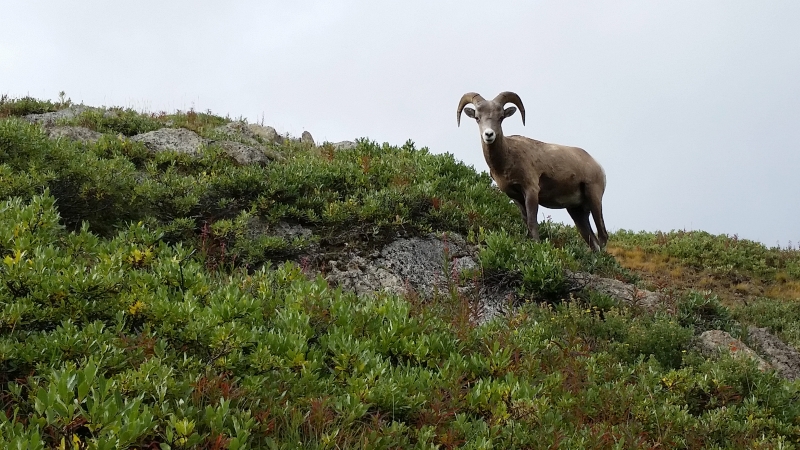 Big Horn Sheep on a hill in Banff National Park